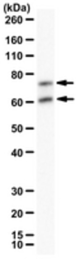 4EBP2 Mouse anti-Human, Clone: 16D9.1, MilliporeSigma 100 &mu;g;Unconjugated:Antibodies,